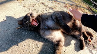 【おしゃべり猫】黒マーブル猫が可愛い声で何かを話しかけてきた