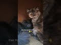 will You? 🥺✨️ #cat #cat #helpmemakethismakesense #catentertainment #music #fyp #fypシ゚viral #trending