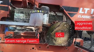 Frustrierende Holzart? Die Pappel möchte sich auch grundsätzlich unbeliebt machen...
