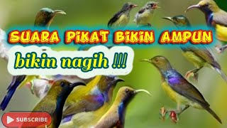 suara pikat burung sogok ontong & burung wiceh ribut || d jamin ampun