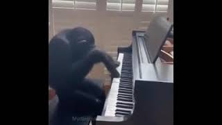 Monke on piano