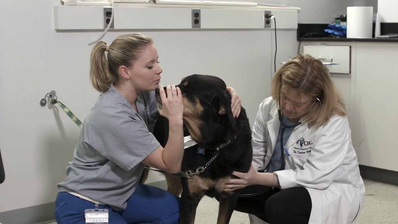 Biological Parallels Between Companion Animal and Human Pain Disease