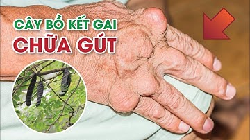 Bài thuốc dân gian trung quốc điều trị bệnh gút