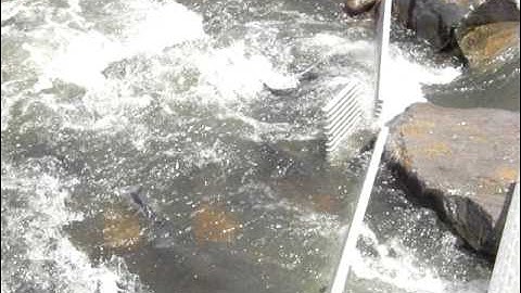 Cui-ui Run 2010 Part II.AVI