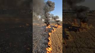 Nashai Ny Sari Gandum 🌾 Tabah Kardi 😱 p1 - #crazyboys #comedy #wheat