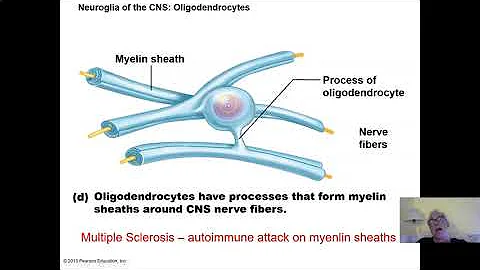 Ch 11 Part 1 Introdution to the Nervous System