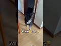 Waittttt Jacky Pets Cute Funny Dog Cutedog 柴犬 Viralvideo Waittttt Jacky Pets Cute Funny Dog Cutedog 柴犬 Viralvideo