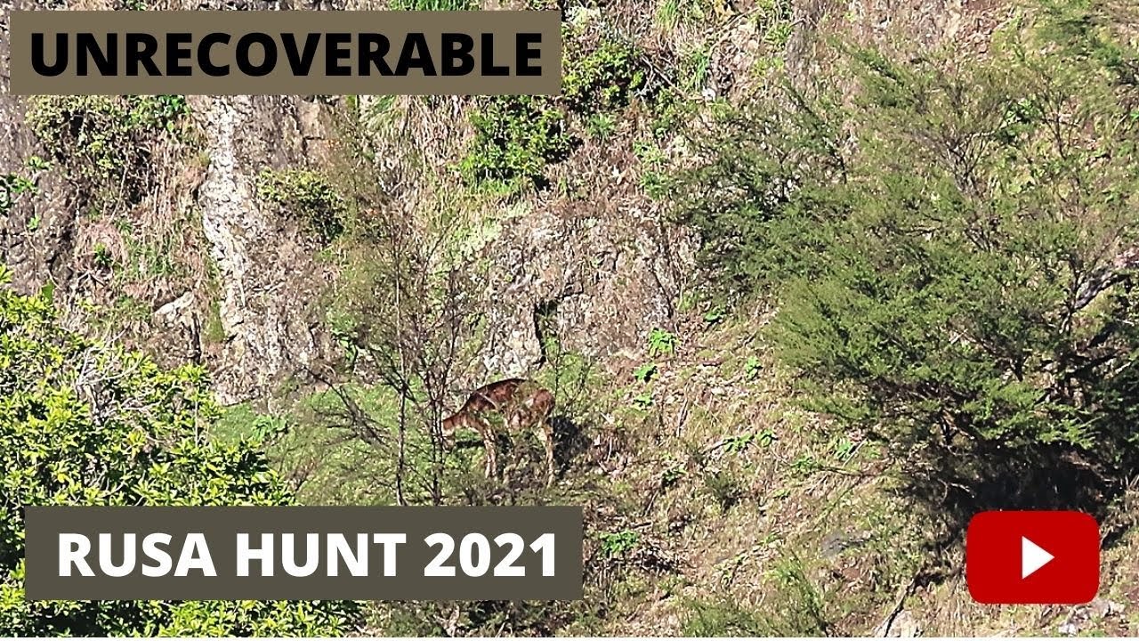 Hunting Rusa Deer Nz Youtube