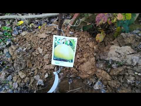 Video: Irga - Amelanchier - Bishmula - Amelanchier - Nová Ovocná Plodina - Odrody, Pestovanie A Recepty