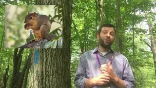 Squirrels & Oak Trees