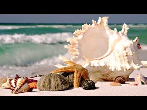 Почемучка: Почему в ракушке слышен шум моря