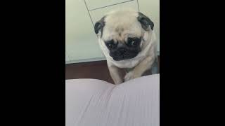 🤣Funny Animals🤣🤣🤣🤣🤣Video🐶 part-44 #funnyanimals  #funnyvideo   #funnydogs