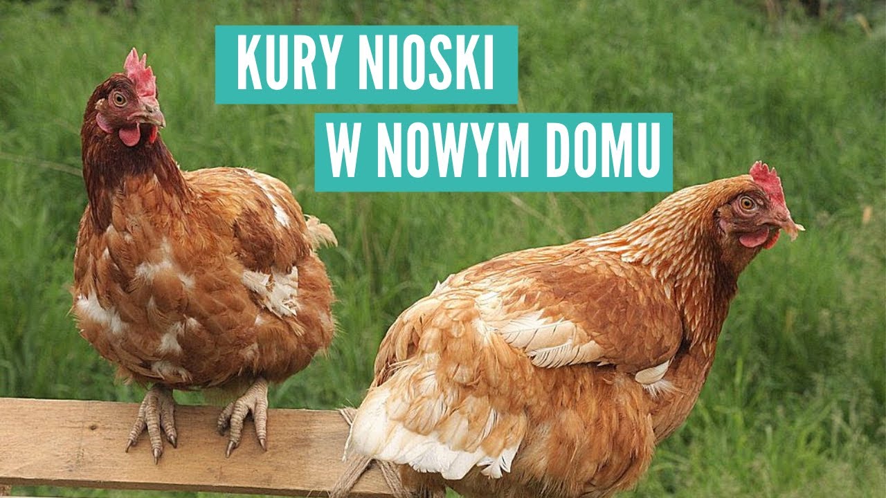 Kury uratowane z fermy przemysłowej - Cztery miesiące później - YouTube