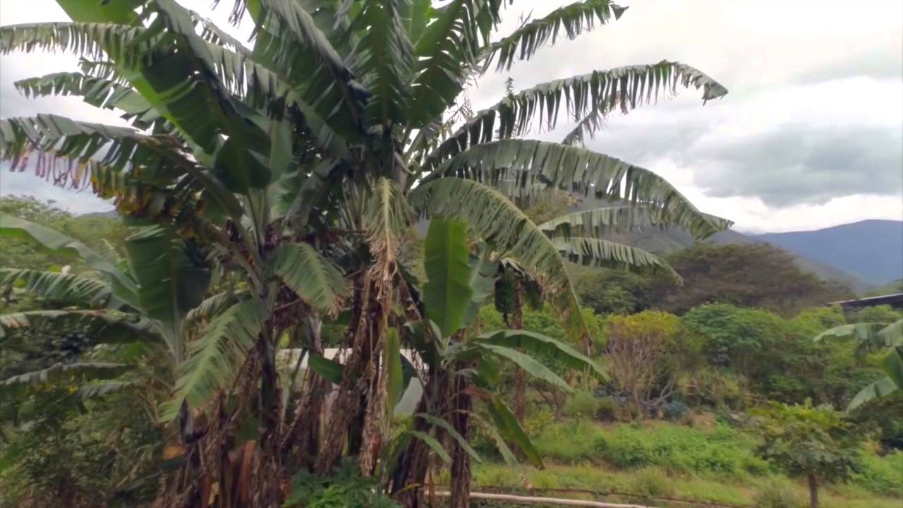 Raw Food Retreat Aerial Tour