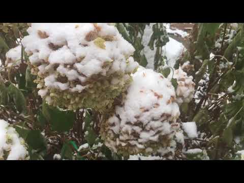 Первый снег ( мой зимний сад )