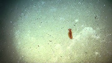 Sea Cucumber Expels Waste | Nautilus Live