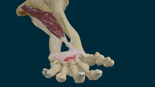 Flexor Radial del Carpo. Origen, Inserción, Función e Inervación