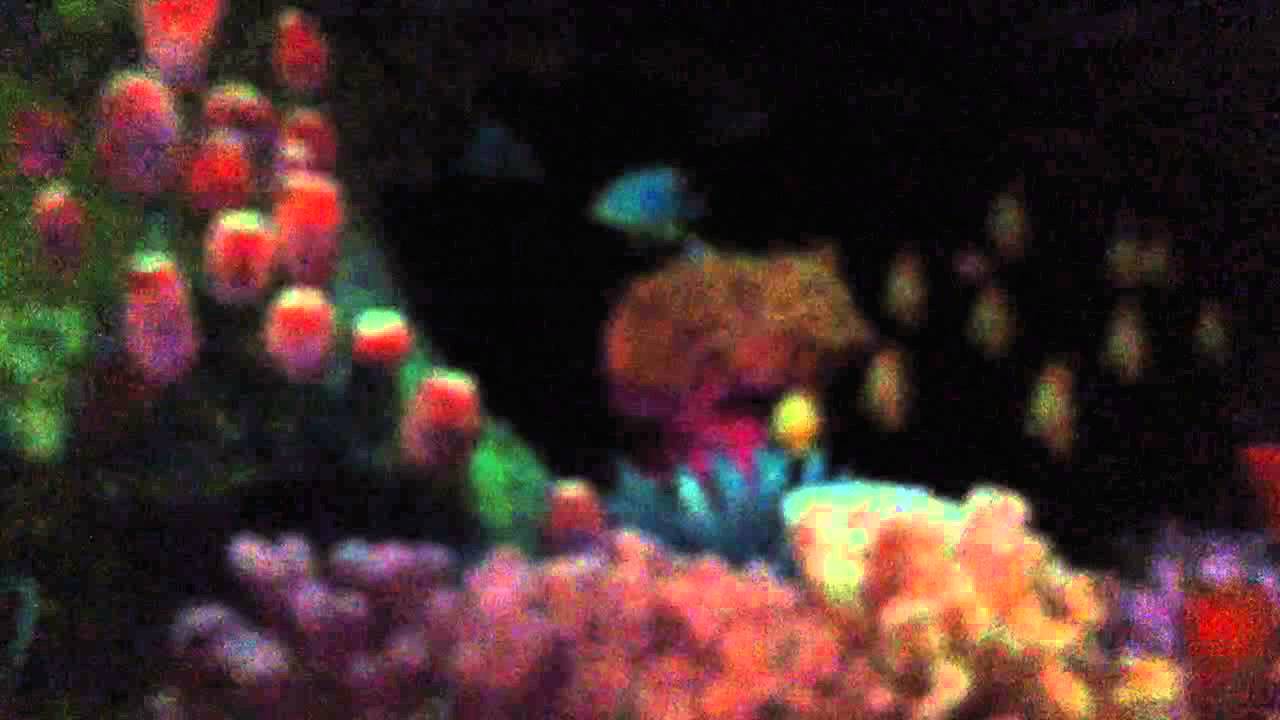 The Seas Finding Nemo Ride At Disney's Epcot In Orlando, FL Part 1 ...