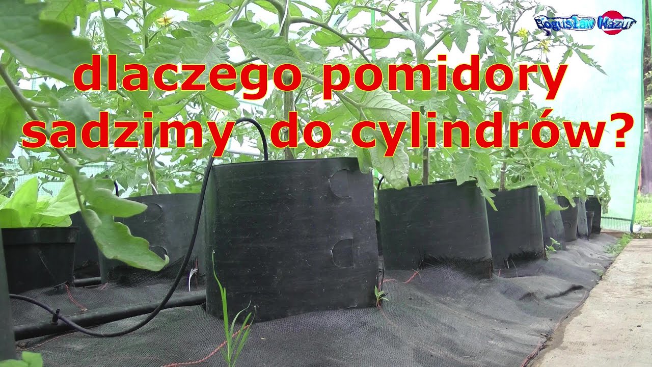 dlaczego pomidory sadzimy do cylindrów?