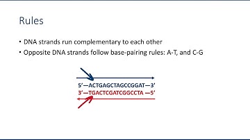Writing complementary DNA sequences