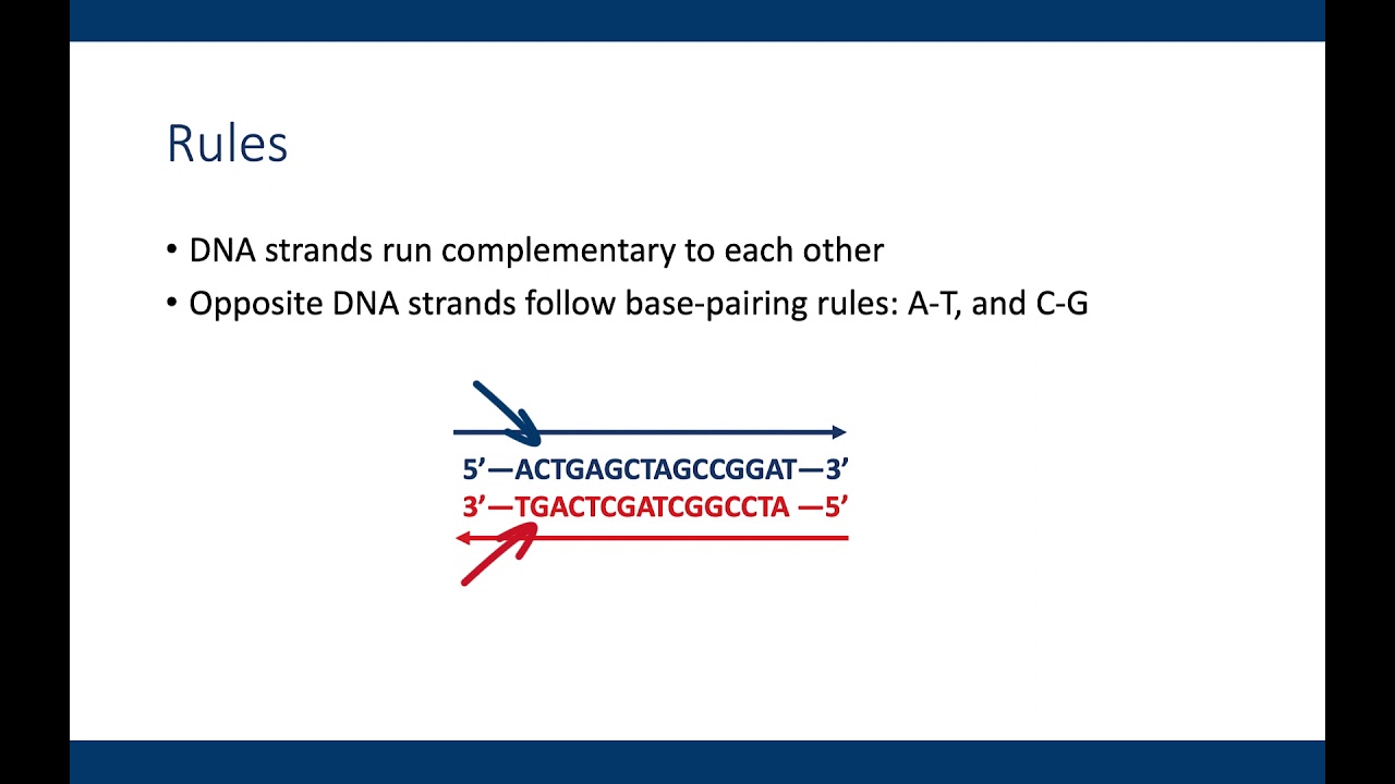 Writing complementary dna sequences youtube