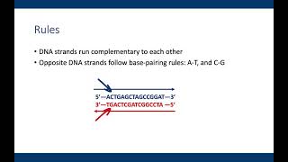 Writing complementary DNA sequences