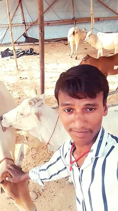 holi songs vishawanath jaswal