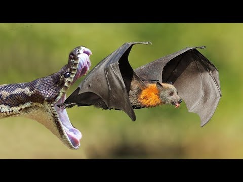 خفاش ضخم يفر بجلده من افعى ضخمة مرعبة هجمات الافاعى