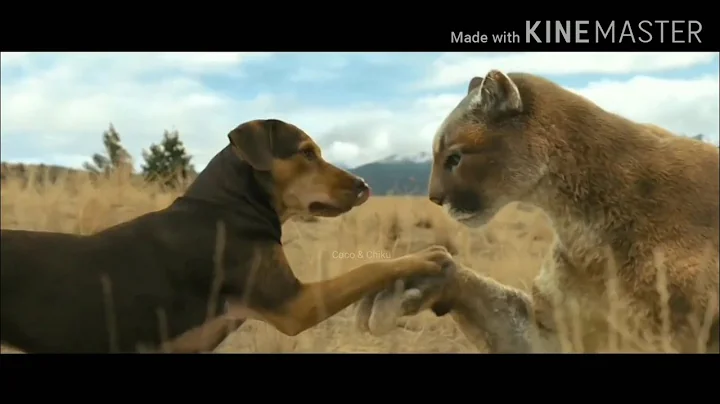 путь домой фильм 2019 пума. путь домой 2019 пума. путь домой фильм пума. путь домой фильм пума. путь домой 2019 белла.