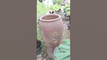 Bán cây dương xỉ vua các kích cỡ 0977973535