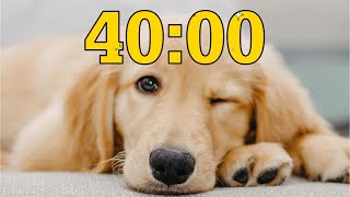40 Minute Golden Retriever Puppy Dog Countdown Timer