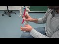 M extensor pollicis longus 4  tiefe dorsale unterarmmuskulatur