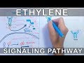 Ethylene Signalling Pathway