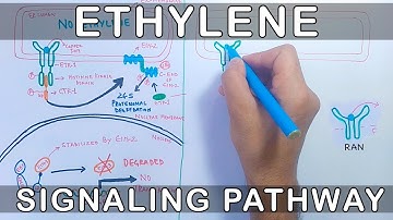 Ethylene Signalling Pathway