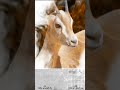 يا حي لي صوته دوا لي أداء خالد الريسي بو عطش
