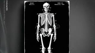 Spooky Skeleton Screensaver Dark Gothic Bones Skull Art - Vintage Haunted Decor for Frame TV