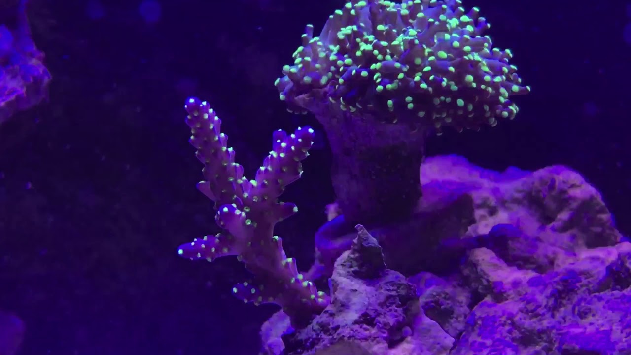 Autopilot and mishaps