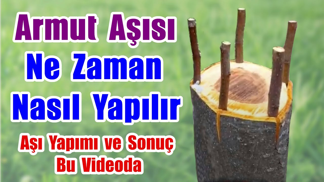 Armut aşısı / Kabuk Altı Kalem Aşı / Armut nasıl aşılanır / Armut aşısı nasıl yapılır