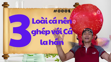 #0004 - Cá La Hán Nuôi Chung Với Cá Gì | Phong Thủy Cá Cảnh