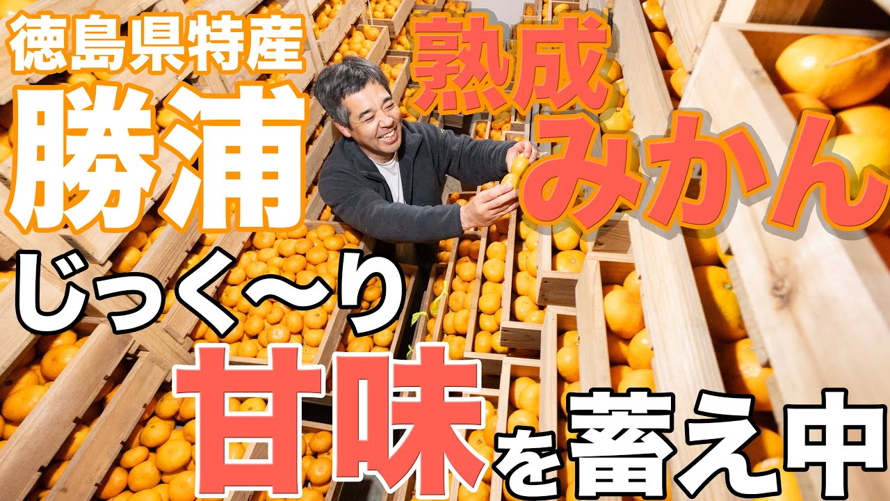 勝浦熟成みかん じっく～り甘未を蓄え中 徳島県勝浦町 - YouTube