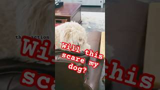 Dyson V15 Detect Vacuum Review cleaning puppy