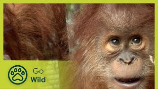 Gober - On the Fate of an Orang-Utan Mother - Go Wild