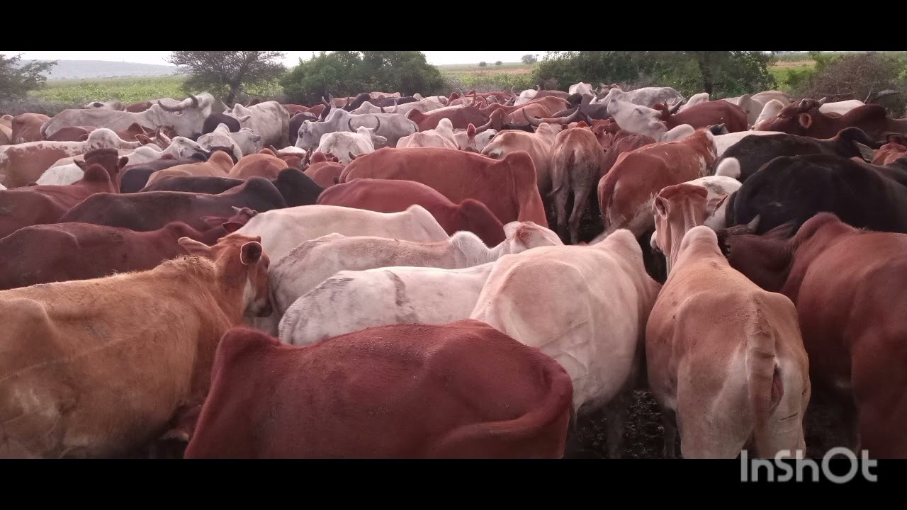 NG'WANA NGAMILA SONG  HALI ZULI 