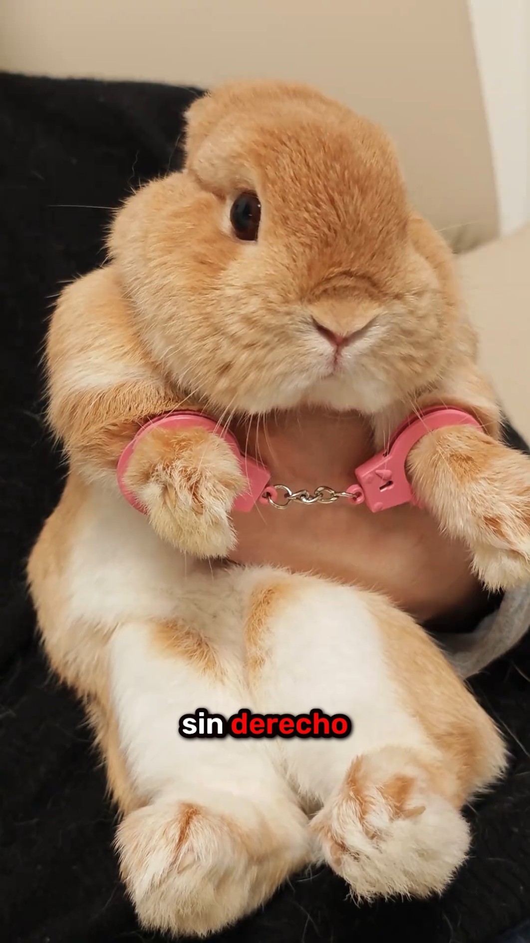 Descubrieron al culpable… ¡Increíble final! ??