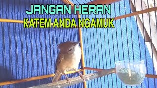 kapas tembak betina gacor ngerol panjang