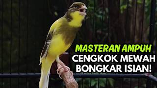 Burung Kenari Gacor Isian Mewah Ampuh Atasi Kenari Macet Bunyi Langsung Gacor 