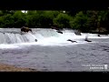 Brown Bear 27 Dives Deep In the Brooks Falls &quot;Jacuzzi&quot; - Explore.org