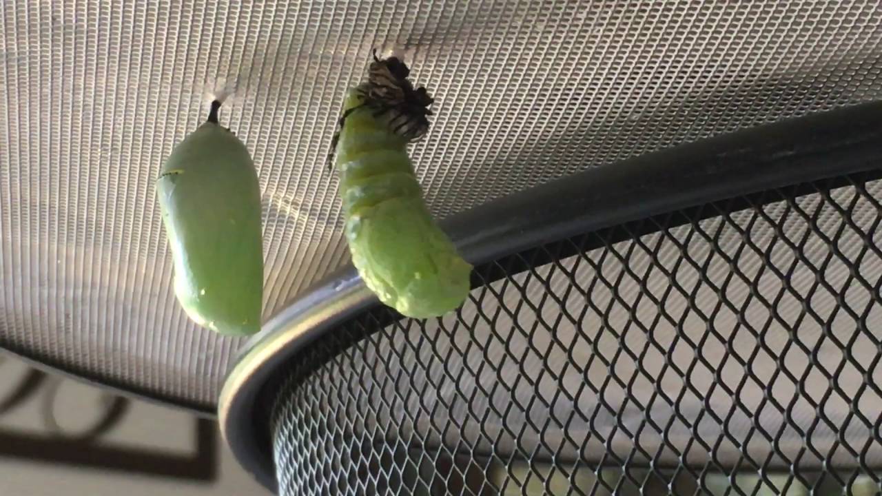 Monarch caterpillar a Chrysalis YouTube
