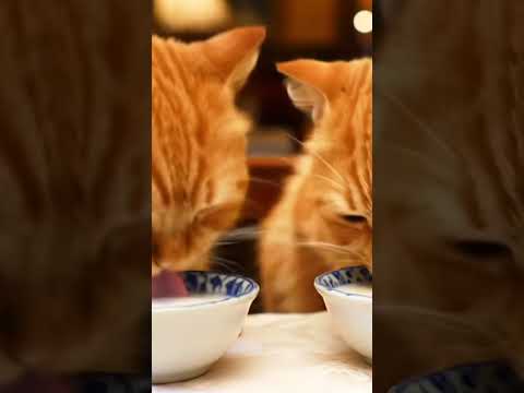 Two Adorable Cats