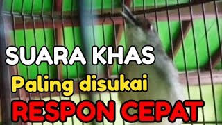 Pancingan Ciblek Semi bahan Ombyokan macet biar cepat bunyi gacor nembak